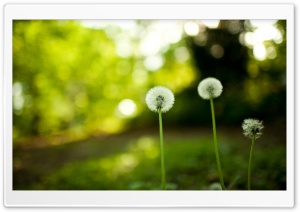Dandelion Blowballs In The Field HD Wide Wallpaper for Widescreen