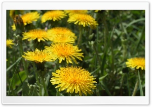 Dandelion Flowers HD Wide Wallpaper for Widescreen