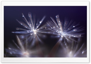 Dandelion Seeds Macro HD Wide Wallpaper for Widescreen