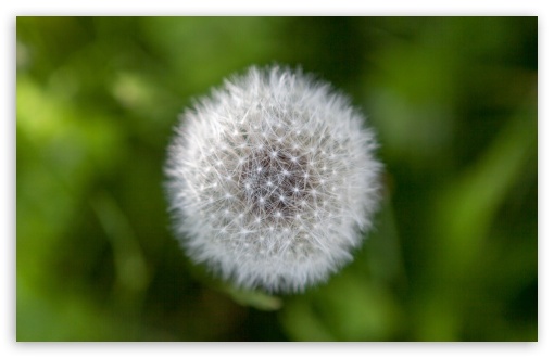 Dandelion Wish wallpaper for Wide 16:10 Widescreen WHXGA WQXGA WUXGA WXGA ;