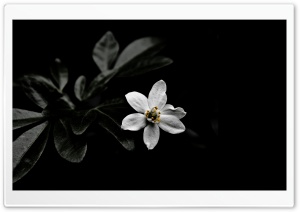 Dark HD Wide Wallpaper for Widescreen