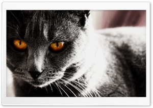Dark Cat HD Wide Wallpaper for Widescreen