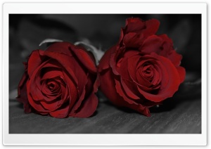 Dark Red Roses wallpaper