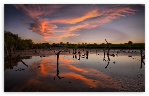 Dead Trees Reflection wallpaper for Wide 16:10 Widescreen WHXGA WQXGA WUXGA WXGA ;