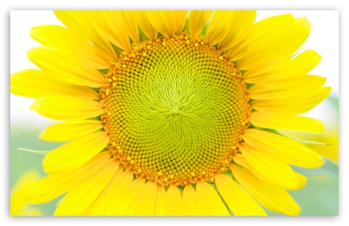 Dear Summer HD wallpaper for Wide 16:10 Widescreen WHXGA WQXGA WUXGA WXGA ;