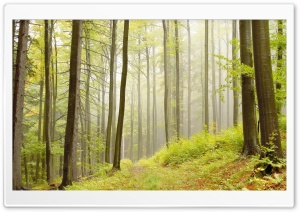 Deciduous Forests HD Wide Wallpaper for Widescreen