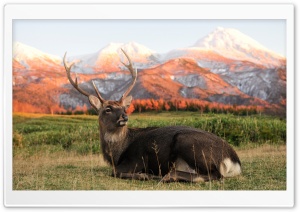 Deer HD Wide Wallpaper for Widescreen