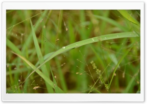 Dew Drops HD Wide Wallpaper for Widescreen