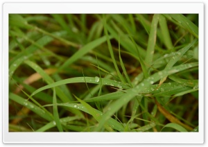 Dew On Grass HD Wide Wallpaper for Widescreen