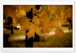 Drizzle Dark HD Wide Wallpaper for Widescreen