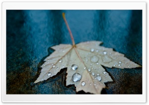 Drops in the Blue HD Wide Wallpaper for Widescreen