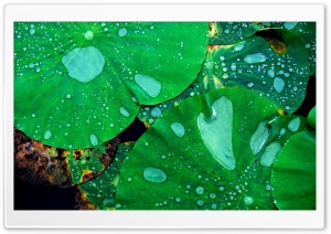 Drops On Leaves 33 HD Wide Wallpaper for Widescreen