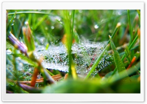 Drops On The Web HD Wide Wallpaper for Widescreen