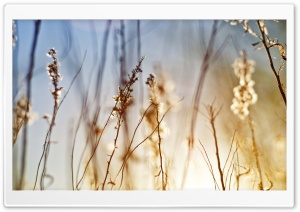 Dry Field Grass HD Wide Wallpaper for Widescreen