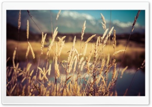 Dry Grass HD Wide Wallpaper for Widescreen