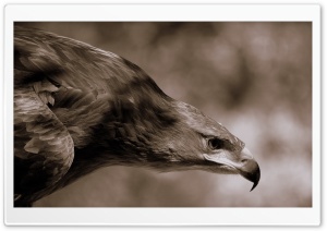 Eagle HD Wide Wallpaper for Widescreen