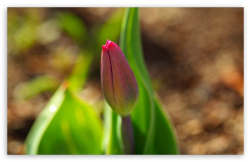 Early Spring Tulip HD wallpaper for Wide 16:10 Widescreen WHXGA WQXGA WUXGA WXGA ;
