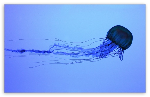 jellyfish wallpaper. Electric Jellyfish Swimming