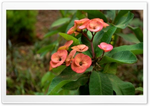 Euphorbia HD Wide Wallpaper for Widescreen
