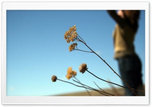 Everlasting Flowers HD Wide Wallpaper for Widescreen