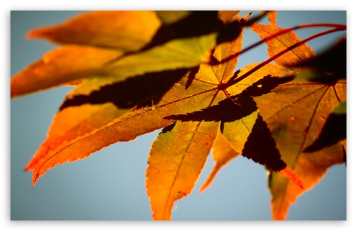 Fall Color wallpaper for HD 16:9 High Definition WQHD QWXGA 1080p 900p 720p QHD nHD ;
