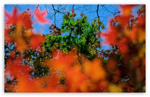 fall colors wallpaper. 1 Fall Colors wallpaper for