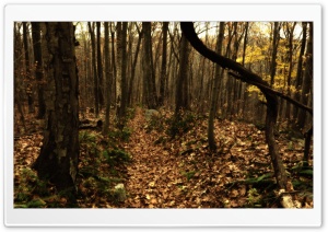 Fall Forest HD Wide Wallpaper for Widescreen