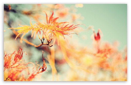 Fall Is But A Dream wallpaper for Wide 16:10 Widescreen WHXGA WQXGA WUXGA WXGA ;