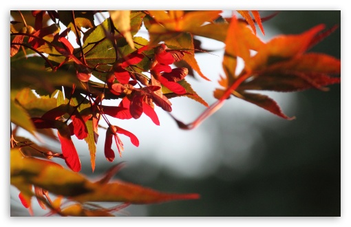 Fall Is Coming wallpaper for Wide 16:10 Widescreen WHXGA WQXGA WUXGA WXGA ;