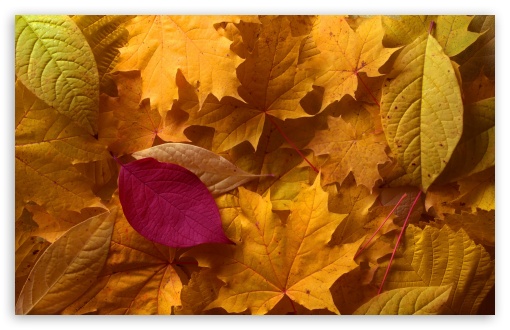 fall leaves wallpaper. Fall Leaves wallpaper for