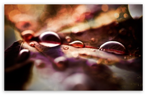 Fall Leaves And Raindrops wallpaper for Standard 4:3 Fullscreen UXGA XGA SVGA ; Wide 16:10 Widescreen WHXGA WQXGA WUXGA WXGA ; Mobile VGA iPhone iPad - VGA QVGA Smartphone ( PocketPC GPS iPod Zune BlackBerry HTC Samsung LG Nokia Eten Asus ) HVGA Smartphone ( Apple iPhone iPod BlackBerry HTC Samsung Nokia ) ;