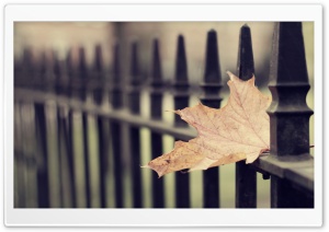 Fallen Maple Leaf HD Wide Wallpaper for Widescreen