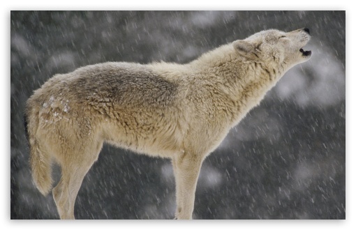 wolf desktop wallpaper. Female Timber Wolf Howling