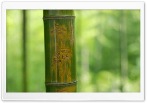 Feng Shui Bamboo Stick HD Wide Wallpaper for Widescreen