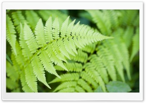 Ferns HD Wide Wallpaper for Widescreen