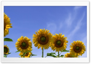 Few Sunflowers HD Wide Wallpaper for Widescreen
