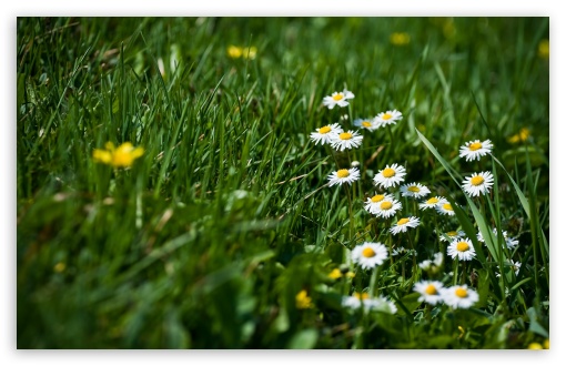 Field Of Grass And Flowers wallpaper for Wide 16:10 Widescreen WHXGA WQXGA WUXGA WXGA ;