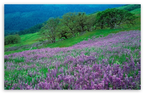 Field of Purple Flowers HD wallpaper for HD 16:9 High Definition WQHD QWXGA 1080p 900p 720p QHD nHD ;