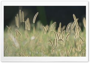 Field Spikelets HD Wide Wallpaper for Widescreen