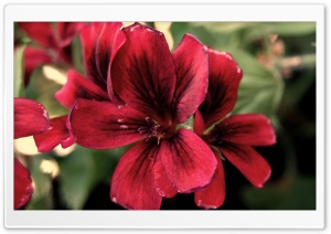 Fiore HD Wide Wallpaper for Widescreen