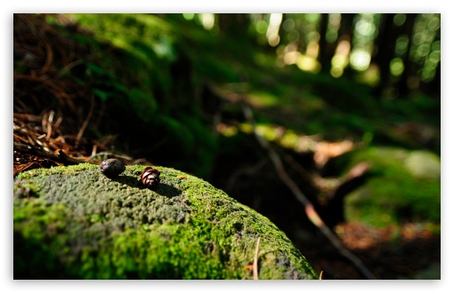Fir Cones HD wallpaper for Wide 16:10 Widescreen WHXGA WQXGA WUXGA WXGA ;