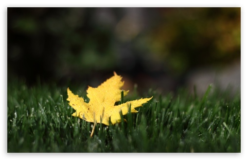 First Leaf wallpaper for Wide 16:10 Widescreen WHXGA WQXGA WUXGA WXGA ;