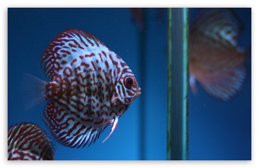 Fish wallpaper for Wide 16:10 Widescreen WHXGA WQXGA WUXGA WXGA ;