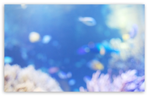 Fish Aquarium HD wallpaper for Wide 16:10 Widescreen WHXGA WQXGA WUXGA WXGA ;