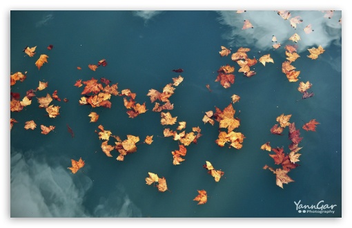 Floating Leaves wallpaper for Wide 16:10 Widescreen WHXGA WQXGA WUXGA WXGA ;