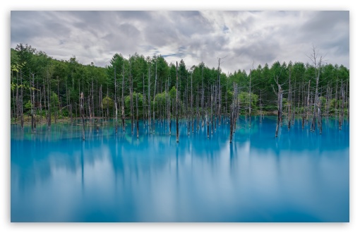 Flooded Forest HD wallpaper for Wide 16:10 Widescreen WHXGA WQXGA WUXGA WXGA ;