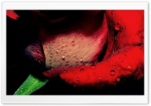 Flower HD Wide Wallpaper for Widescreen