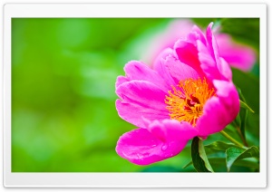 FLOWER HD Wide Wallpaper for Widescreen