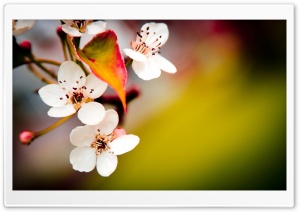Flower HD Wide Wallpaper for Widescreen