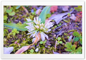 Flower HD Wide Wallpaper for Widescreen